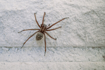 one big angle spider crawls along a white house wall