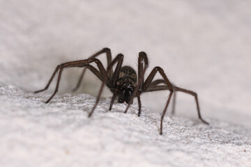 one big angle spider crawls along a white house wall