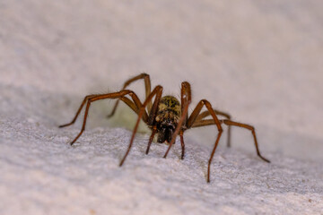 one big angle spider crawls along a white house wall