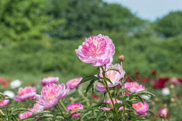 Peony grassy 