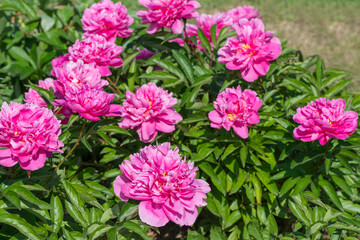 Terry hybrid Weserboll peony - 90. The flowers are large, up to 18 cm in diameter, rich pink-lilac color with lightening along the edges of the corrugated petals.