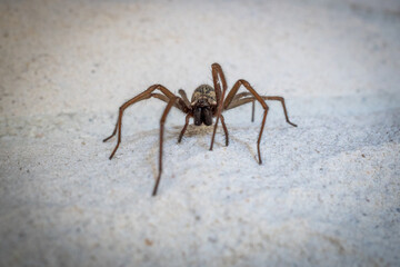 one big angle spider crawls along a white house wall