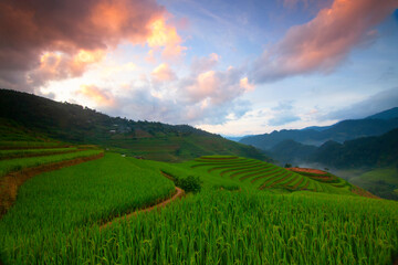 Terraced rice field in harvest season in Mu Cang Chai, Vietnam.