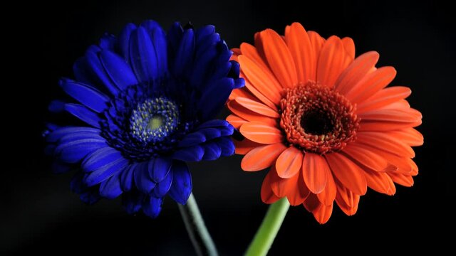 Gerbera Flower Bloom Timelapse Blue Red 01