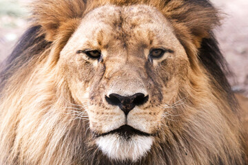 lion portrait