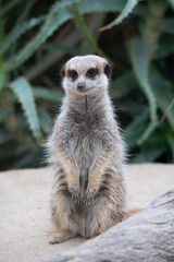 Fototapeta premium meerkat sitting