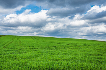 Fototapeta premium Green field and blue sky white cloud nature background.Farmland. Nice field against blue sky with white clouds.