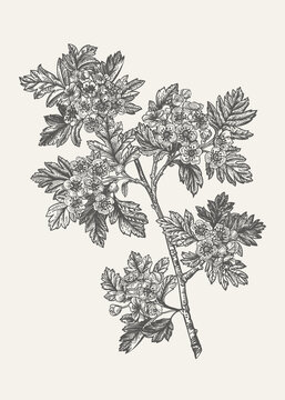 hawthorn branch botanical drawing clip art preview
