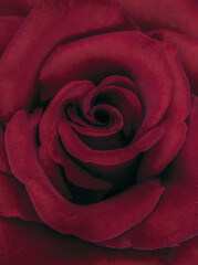Red rose abstraction. Love dramatic background. Grunge rose.