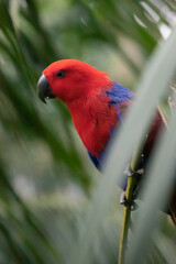 red parrot in tree