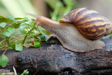 Snail animal life crawling on the wood with grass eat some food and green background.