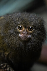 tamarin looking