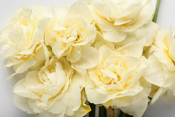 Beautiful narcissus flowers on white background, closeup