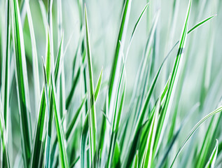 Decorative green and white striped grass. Arrhenatherum elatius bulbosum variegatum. Soft focus. Natural background.