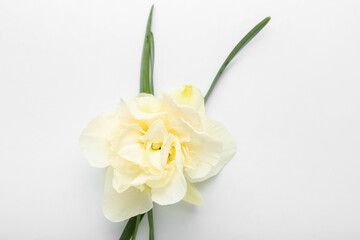 Beautiful narcissus flower on white background, closeup