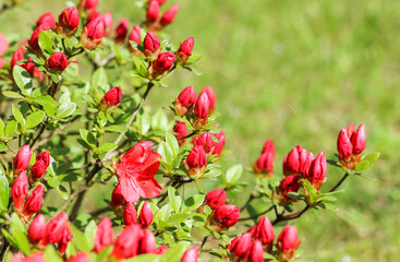 Obraz na płótnie Canvas Blooming red azalea flowers and buds in the spring garden. Gardening concept. Floral background