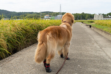 靴を履いたゴールデンレトリーバーの後ろ姿