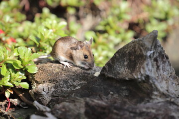 Mouse looking for food in the garden 