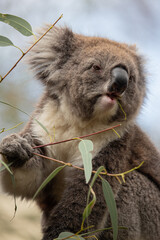 koala eating gumleaves