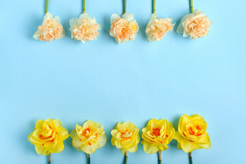 Beautiful narcissus flowers on color background