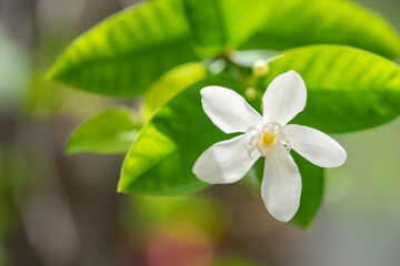 Obraz na płótnie Canvas Phutthachad flower Thai name or scientific name Jasminum Auriculatum