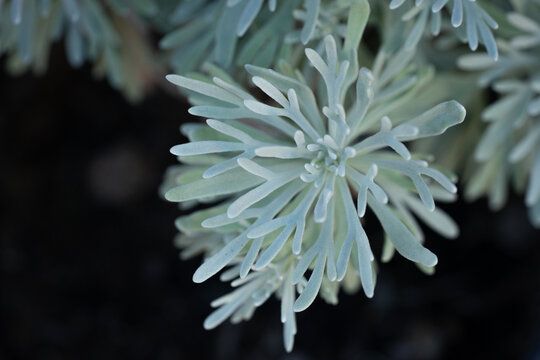 Argusia gnaphalodes close-up photo