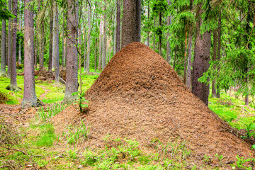 An anthill in a coniferous forest. Environmental concept.
