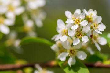 A white cherry blooms on a branch with green leaves. Background image. Selective focus.