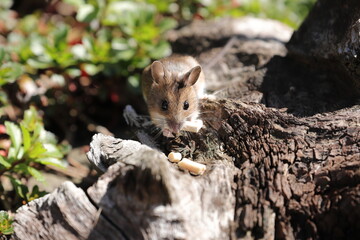 Naklejka na ściany i meble Mouse looking for food in the garden 