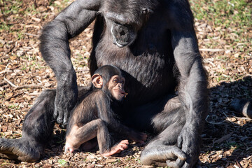 mother and baby chimpanzee