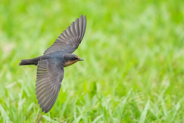 シンガポールの野鳥　草原の上を飛ぶリュウキュウツバメ