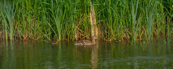 Duck and her babies