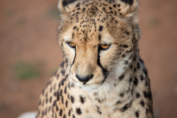 portrait of a cheetah