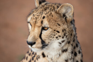cheetah head