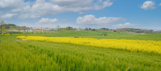 Obraz premium 고창 학원농원의 청보리밭과 노란 유채꽃