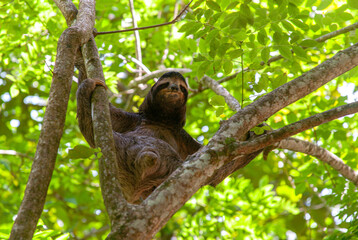 squirrel on tree