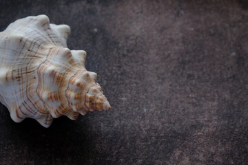 sea shell on black background