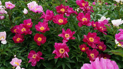 약용 식물 작약 꽃밭