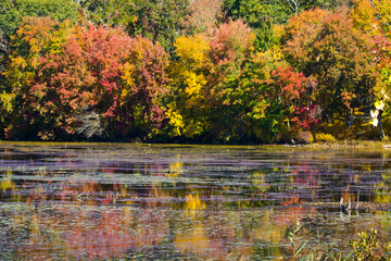 Fall foliage reflecting in water at Goodwin State Forest, Connecticut.