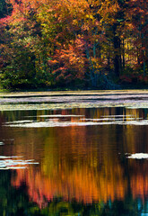 Fall foliage reflecting in water at Goodwin State Forest, Connecticut.
