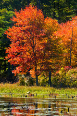 Obraz premium Fall foliage on the shoreline at Goodwin State Forest, Connecticut.