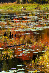 Fall foliage reflecting in water at Goodwin State Forest, Connecticut.