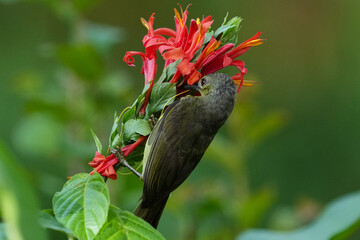 Bird in Singapore  A Brown-throated Sunbird on a red flower