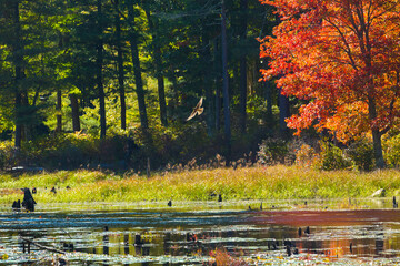 Northern harrier flying over pond at Goodwin State Forest, Connecticut.