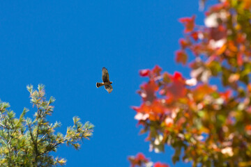 Northern harrier flying over swamp at Goodwin State Forest, Connecticut.
