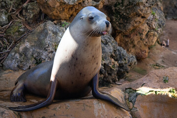 Naklejka premium sea lion on the rocks