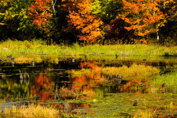 Fall foliage reflecting in water at Goodwin State Forest, Connecticut.