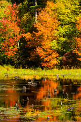 Fall foliage reflecting in water at Goodwin State Forest, Connecticut.