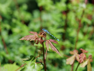 Close up of common male blue Damselfly sitting on plant.