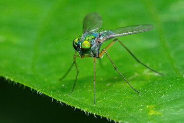 Macro Photo of Long Legged Fly on Green Leaf